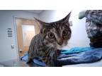 Adopt Justina A Gray Or Blue Domestic Shorthair / Domestic Shorthair / Mixed Cat