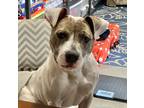 Adopt riley a White - with Brown or Chocolate Pit Bull Terrier / Mixed dog in