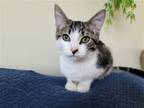 Adopt Marble a Gray, Blue or Silver Tabby Oriental / Mixed (short coat) cat in