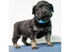 Adopt Caleb a Brown/Chocolate Shih Tzu / Pekingese / Mixed dog in Jefferson