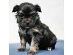 Adopt Abigale a Black Shih Tzu / Pekingese / Mixed dog in Jefferson City