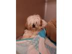 Adopt 2303-1821 Chachi a Shih Tzu / Mixed dog in Virginia Beach, VA (37636894)