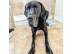Adopt 323 - Duke a Black Great Dane / Mixed dog in Aurora, CO (37637769)