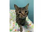Adopt Gracie Lou a Gray or Blue Domestic Shorthair / Domestic Shorthair / Mixed