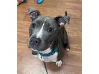Adopt 52282490 a Gray/Blue/Silver/Salt & Pepper American Pit Bull Terrier /
