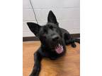 Adopt Vader a Black German Shepherd Dog / Mixed dog in Baton Rouge