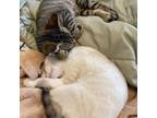 Adopt Toffee & Chai a Brown Tabby Domestic Shorthair / Mixed (short coat) cat in