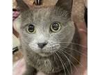 Adopt Ellie -- Bonded Buddy With Ava a Domestic Shorthair / Mixed cat in Des