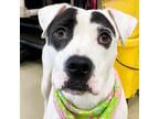 Adopt Ariana a American Pit Bull Terrier / Mixed dog in Des Moines