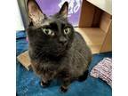Adopt Junie a Domestic Shorthair / Mixed cat in Des Moines, IA (37637637)