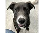 Adopt Rose Quartz a Hound (Unknown Type) / Mixed dog in Des Moines