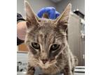 Adopt Gulliver a Domestic Shorthair / Mixed cat in Des Moines, IA (37637635)