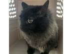Adopt Calamari a Domestic Longhair / Mixed cat in Des Moines, IA (37637631)