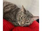 Adopt Bigweld a Domestic Shorthair / Mixed cat in Sheboygan, WI (37637622)