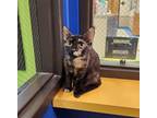 Adopt Karen a Domestic Shorthair / Mixed cat in Sioux City, IA (37637620)
