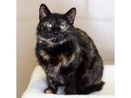 Adopt Angel a Domestic Shorthair / Mixed cat in Sioux City, IA (37637616)