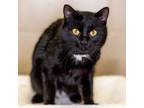 Adopt Bubby a Domestic Shorthair / Mixed cat in Sioux City, IA (37637615)