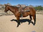 Beautiful smart 5 year old gelding. Being professionally trained.