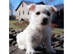 West Highland White Terrier Puppy for sale in Sugarcreek, OH, USA