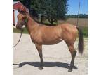 Dunskin Roan Yearling Filly