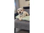 Adopt Lucie Rose a Tan/Yellow/Fawn - with White Chow Chow / Mixed dog in Elk