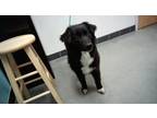 Adopt Daisy A Black Mixed Breed (Medium) / Mixed Dog In Farmington