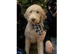 Adopt Bear a Tan/Yellow/Fawn Labradoodle / Mixed dog in Gresham, OR (37613038)