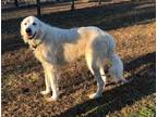Adopt Kenley a White Great Pyrenees / Mixed dog in Chester Springs