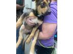 Adopt French Toast a Black German Shepherd Dog / Mixed dog in Knoxville