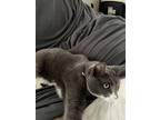 Adopt Athena a Gray or Blue Domestic Shorthair / Mixed (short coat) cat in