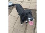 Adopt Noah a Black - with White Labradoodle / Mixed Breed (Large) / Mixed dog in