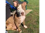 Adopt Kady Louisiana a Pit Bull Terrier / Mixed dog in Rockaway, NJ (37629219)
