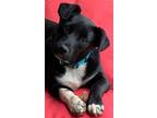 Adopt Tami Lonestar a Black - with White Labrador Retriever / Mixed dog in