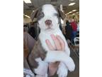 Adopt Kady's Kai Louisiana a Pit Bull Terrier / Mixed dog in Rockaway