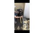 Adopt Colt a Black German Shepherd Dog / Mixed dog in Reno, NV (37637118)