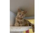 Adopt Sammy a Tan or Fawn Domestic Shorthair / Domestic Shorthair / Mixed cat in