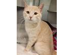 Adopt Jazzy a Tan or Fawn Domestic Shorthair / Domestic Shorthair / Mixed cat in