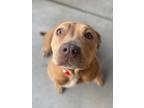 Adopt 52280147 a Tan/Yellow/Fawn American Pit Bull Terrier / Mixed dog in Baton