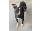 Adopt 52280133 a Black American Pit Bull Terrier / Mixed dog in Baton Rouge