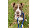 Adopt Sadie* a Brown/Chocolate American Pit Bull Terrier / Mixed dog in Baton