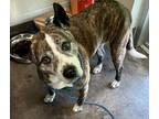 Adopt Nana a Brindle Boxer / Mixed dog in Florence, AL (37636945)