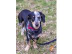 Adopt Leia a Basset Hound / Mixed dog in Roanoke, VA (37635132)