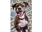 Adopt Ragner a Brindle - with White Pit Bull Terrier / Boxer / Mixed dog in