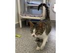 Adopt Glow a Domestic Shorthair / Mixed cat in Brockville, ON (37636892)