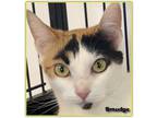 Adopt SMUDGE a Black & White or Tuxedo Domestic Shorthair / Mixed cat in