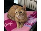 Adopt GINGER a Orange or Red Tabby Domestic Shorthair / Mixed cat in SOUTHBURY