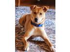 Adopt Sasha (sweet girl!) a Labrador Retriever / Collie / Mixed dog in Westwood