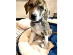 Adopt Fanta a Brindle Basset Hound / Mixed dog in West Allis, WI (37628323)