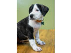 Adopt Almond Joy a Black Retriever (Unknown Type) / Mixed dog in West Allis