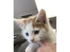 Adopt Theo a Orange or Red Domestic Shorthair / Domestic Shorthair / Mixed cat